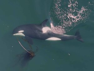 Aerial Videos Reveal Orcas Using Kelp Tools for Social Interaction