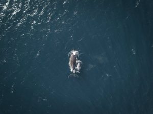 Cost-Effective Maritime Surveillance with Long-Range UAVs